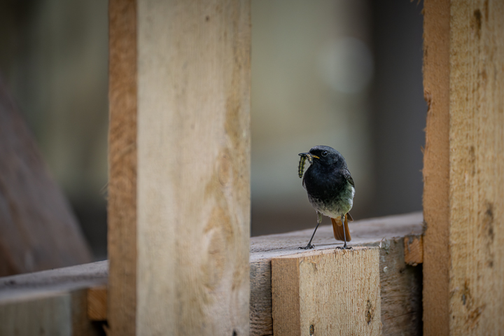 STAINDLHOF 1680 / Vogel © Sylvi Thierbach