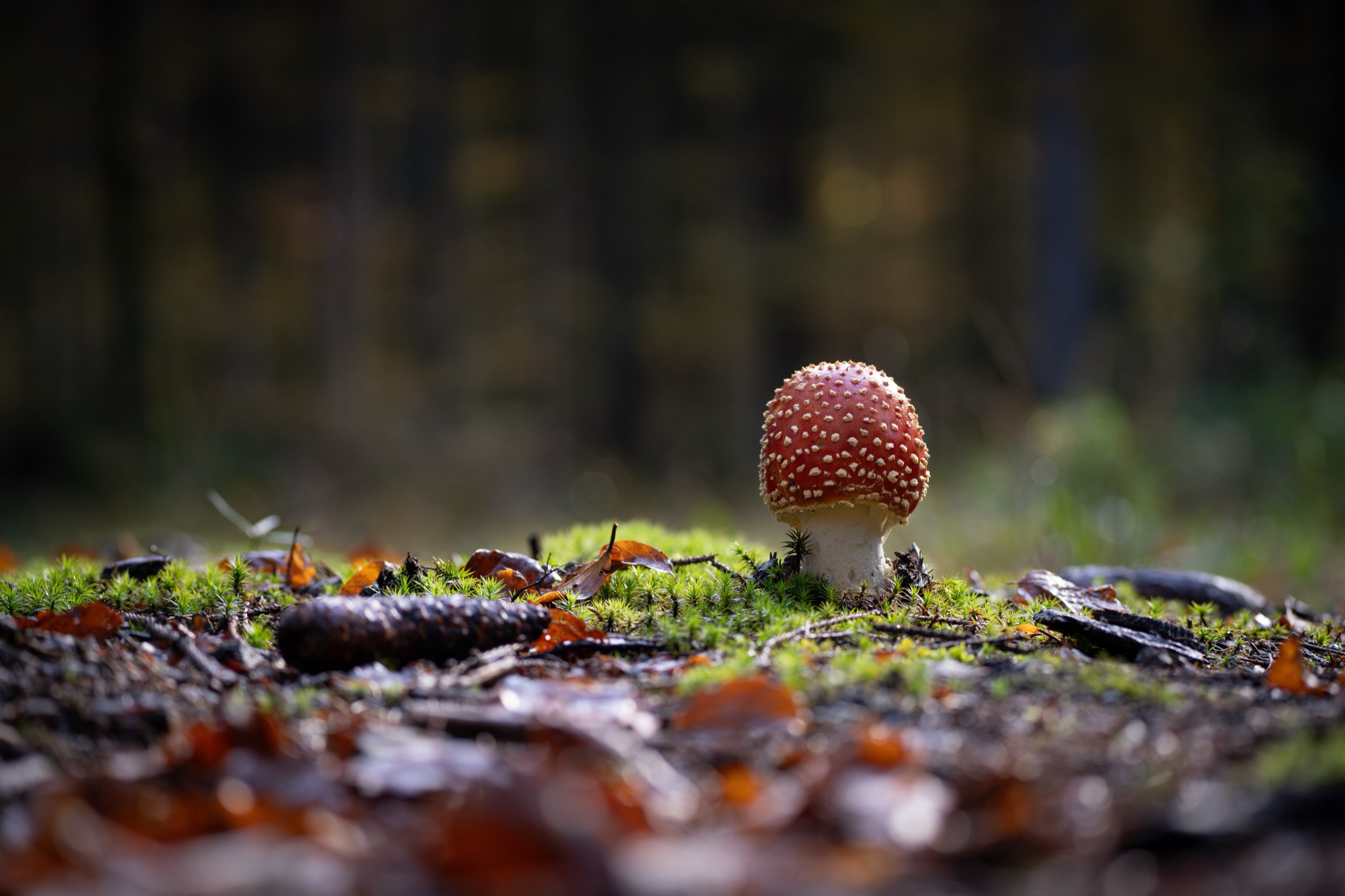 STAINDLHOF 1680 / Herbst © Sylvi Thierbach